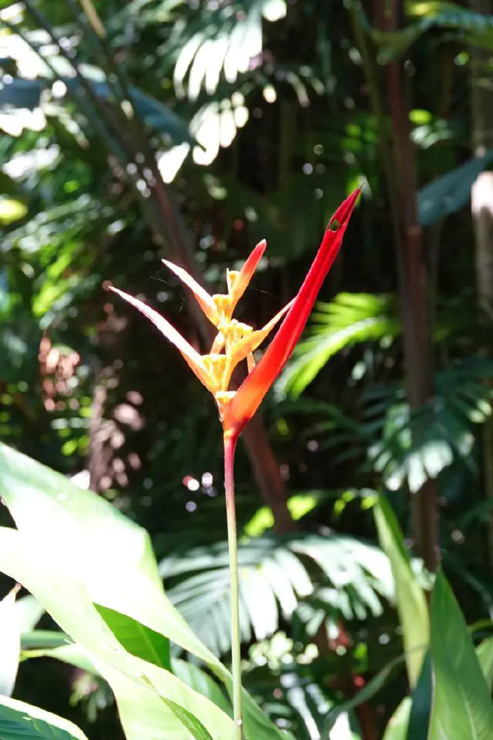 Cairns, Australien - Photo 3