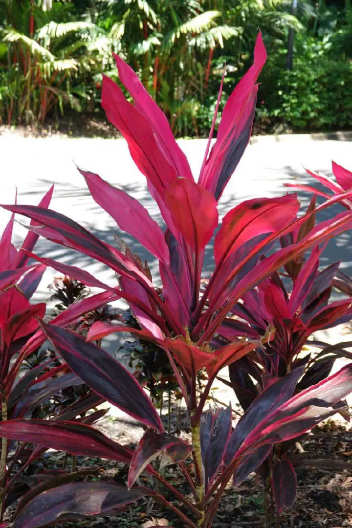 Cairns, Australien - Photo 6