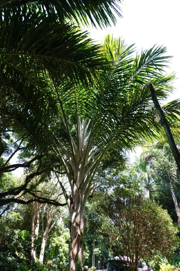 Cairns, Australien - Photo 7