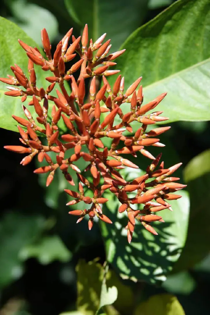 Cairns, Australien - Photo 9