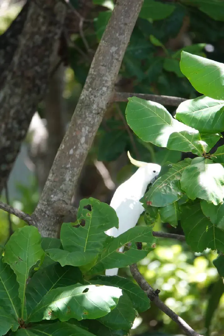 Cairns, Australien - Photo 16