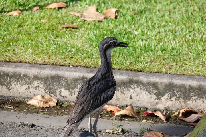 Cairns, Australien - Photo 27