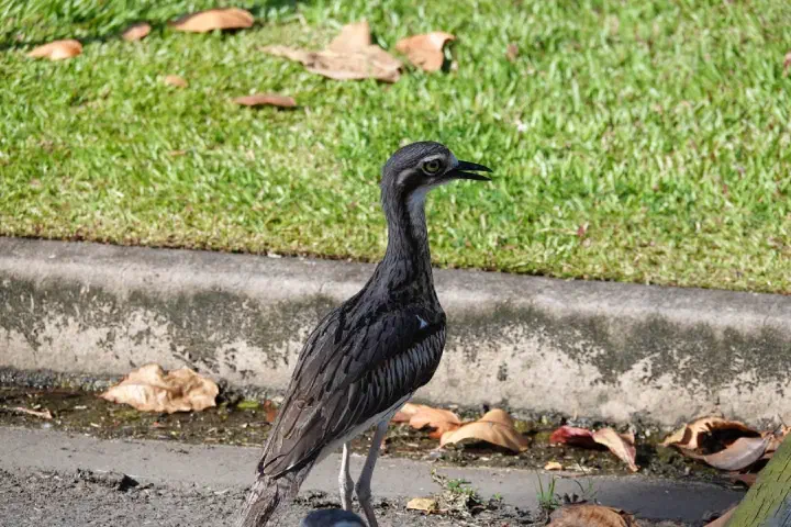 Cairns, Australien - Photo 27