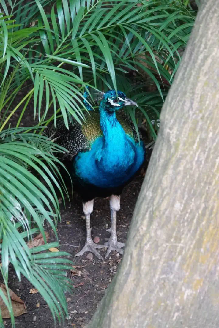 Cartagena, Kolumbien - Photo 30