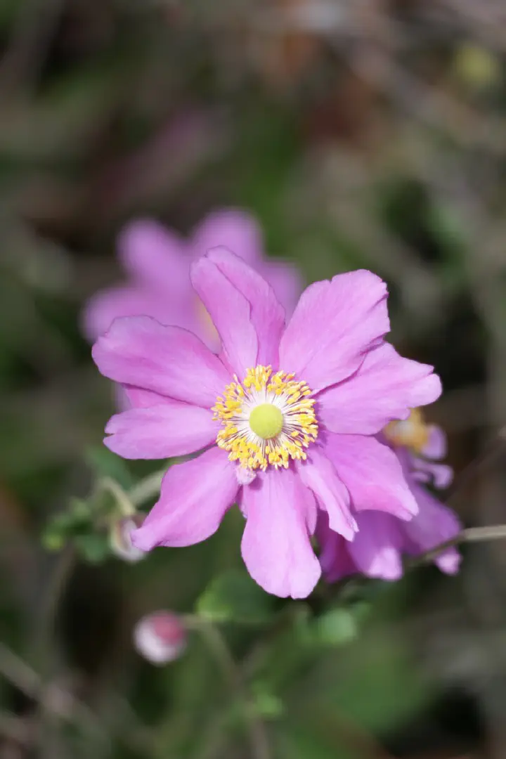 Christchurch, Neuseeland - Photo 14