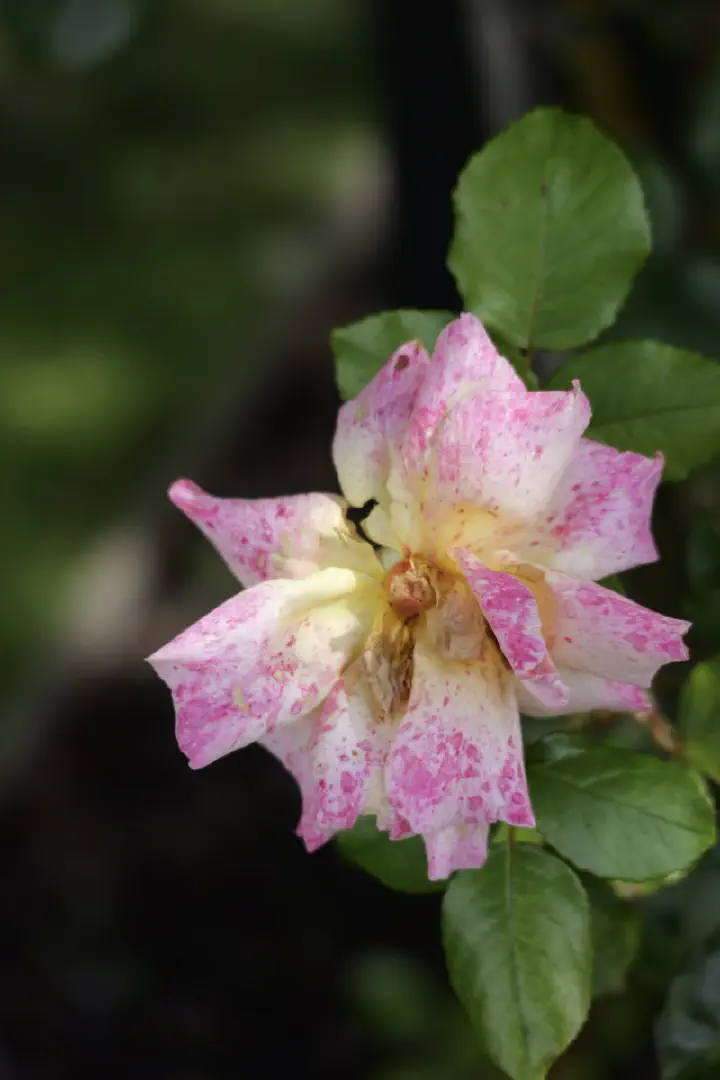 Christchurch, Neuseeland - Photo 19