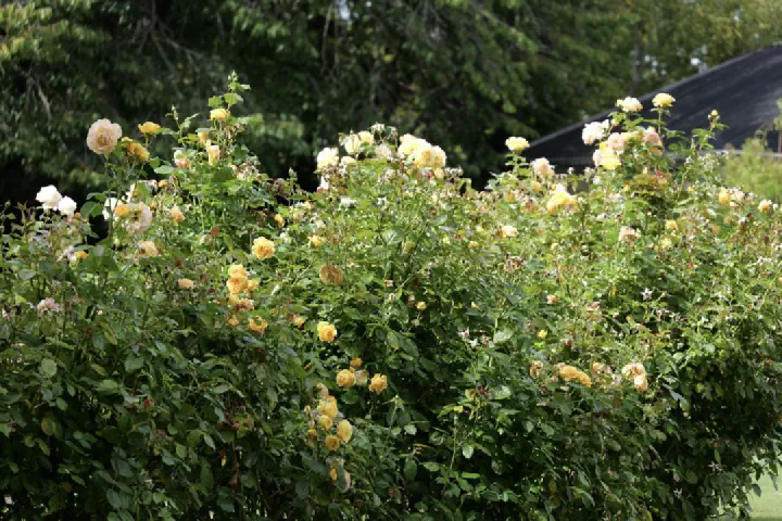 Christchurch, Neuseeland - Photo 21