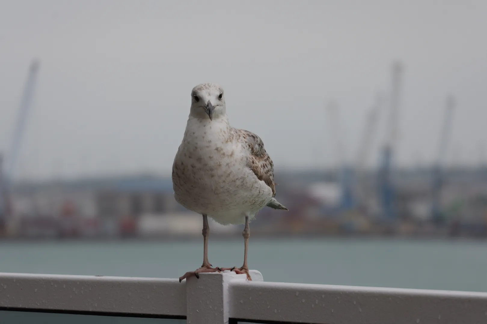 Civitavecchia, Italien - Photo 25