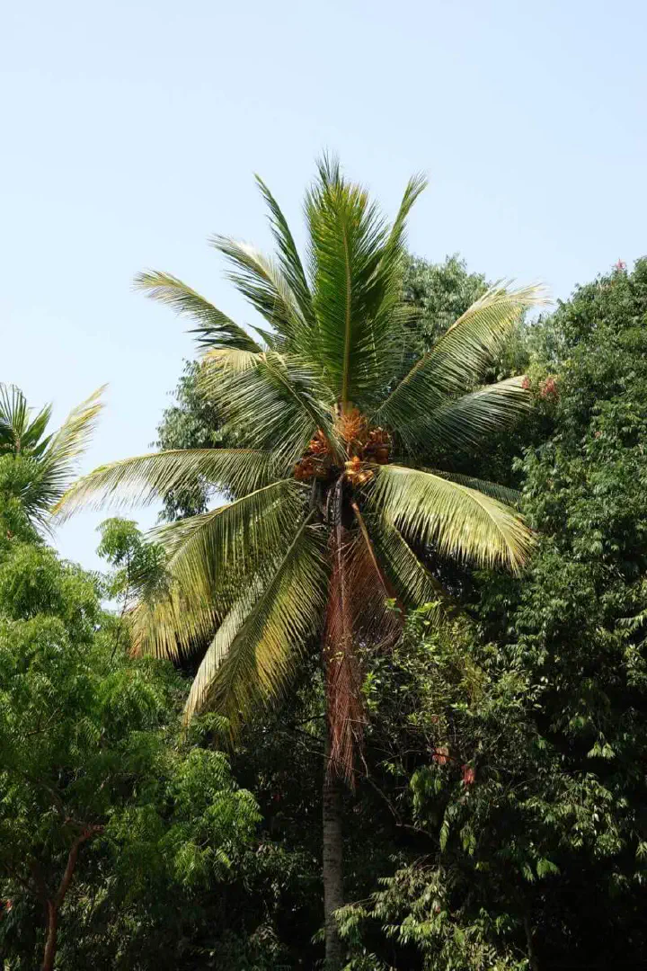 Colombo, Sri Lanka - Photo 5