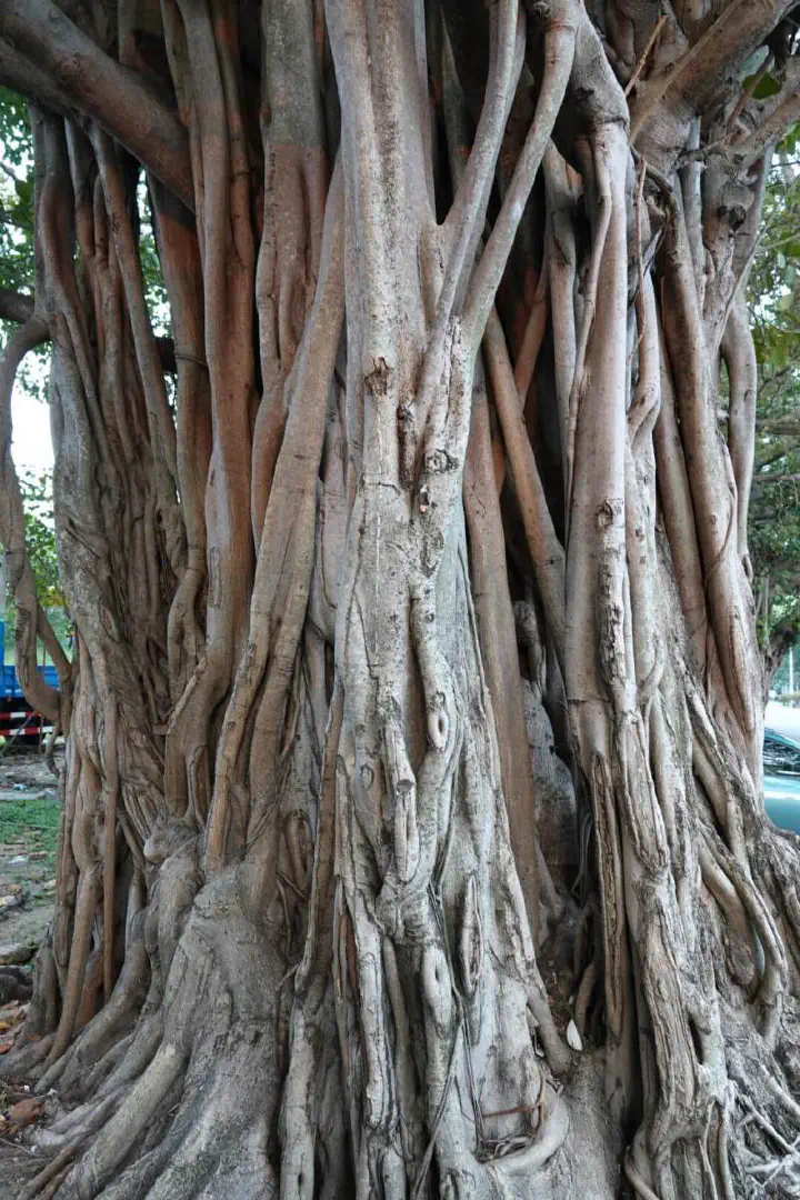 Colombo, Sri Lanka - Photo 28