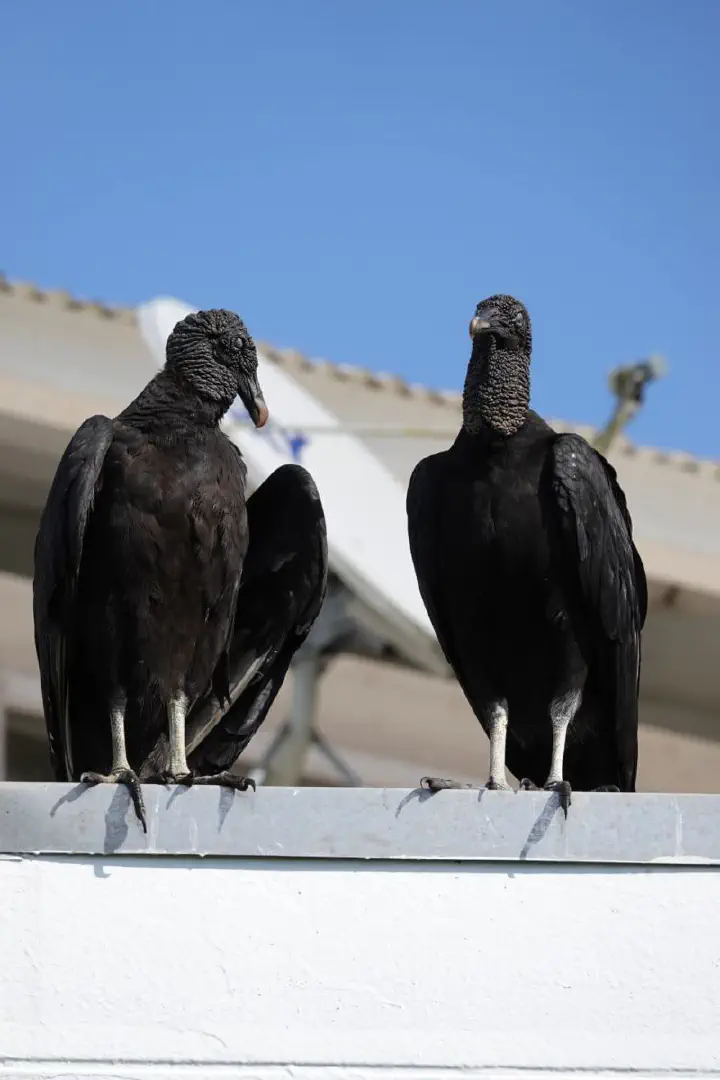 Colón, Panama - Photo 16