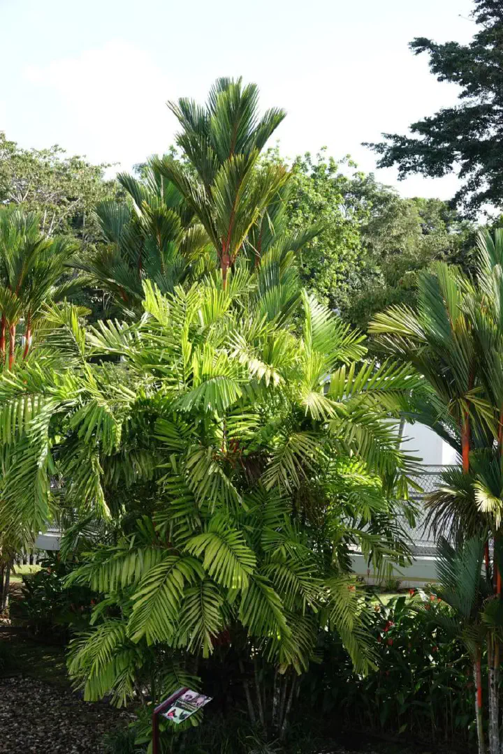 Colón, Panama - Photo 20