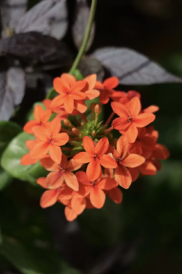 Dakar, Senegal - Photo 38