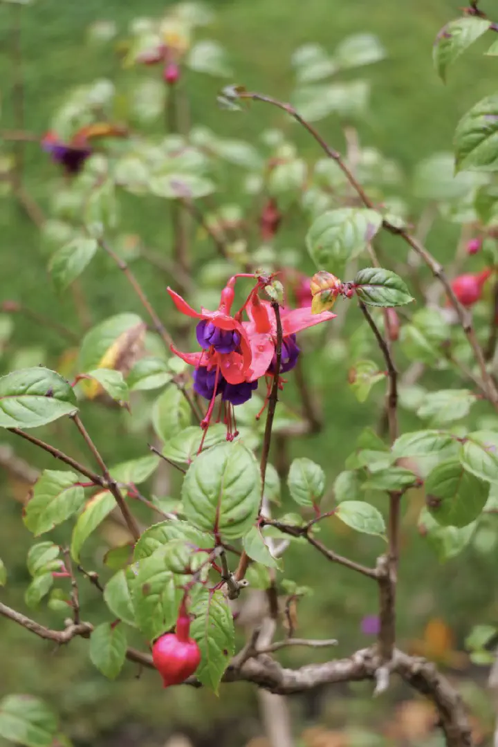 Dunedin, Neuseeland - Photo 27