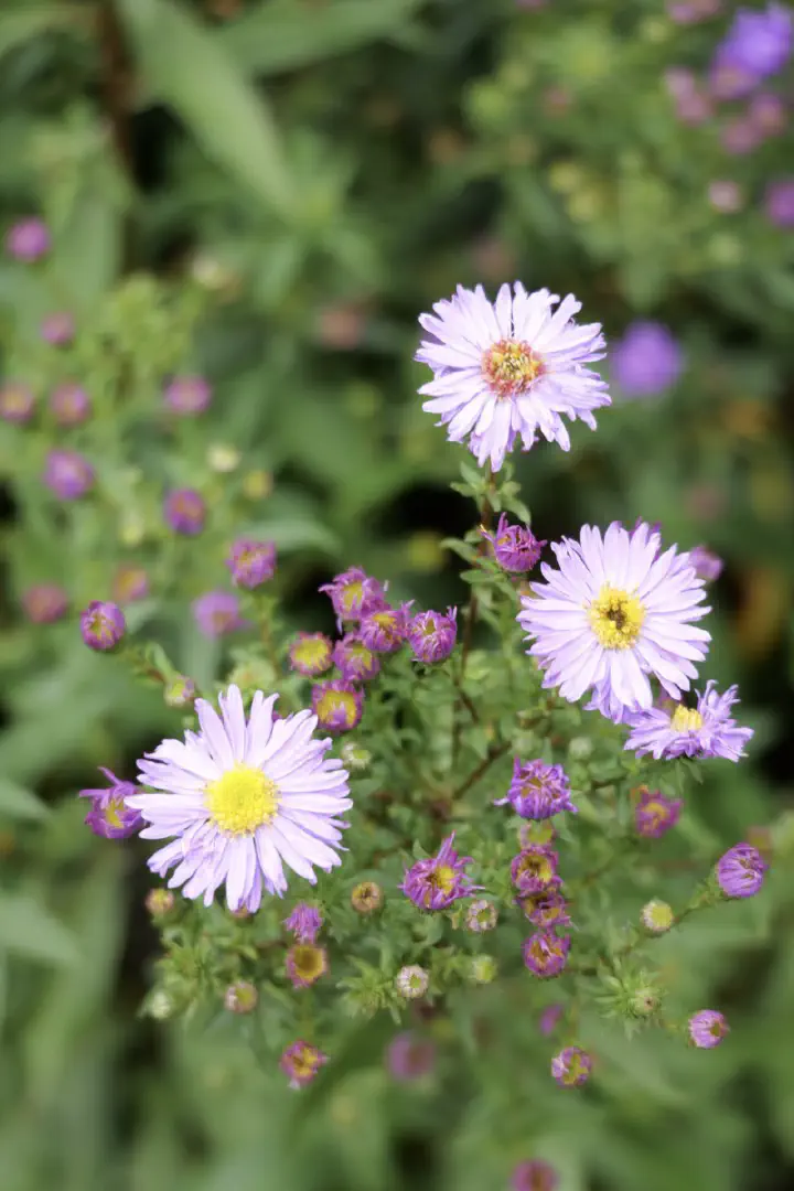 Dunedin, Neuseeland - Photo 28