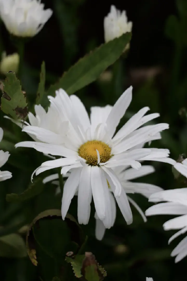 Dunedin, Neuseeland - Photo 29