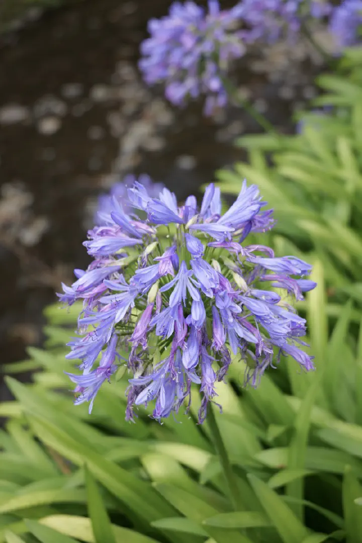 Dunedin, Neuseeland - Photo 32