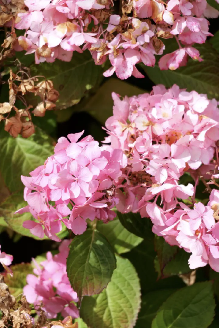 Dunedin, Neuseeland - Photo 33