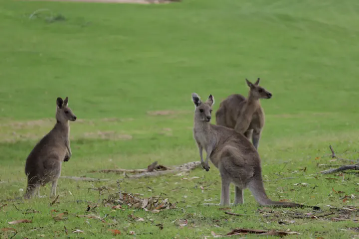 Eden, Australien - Photo 5