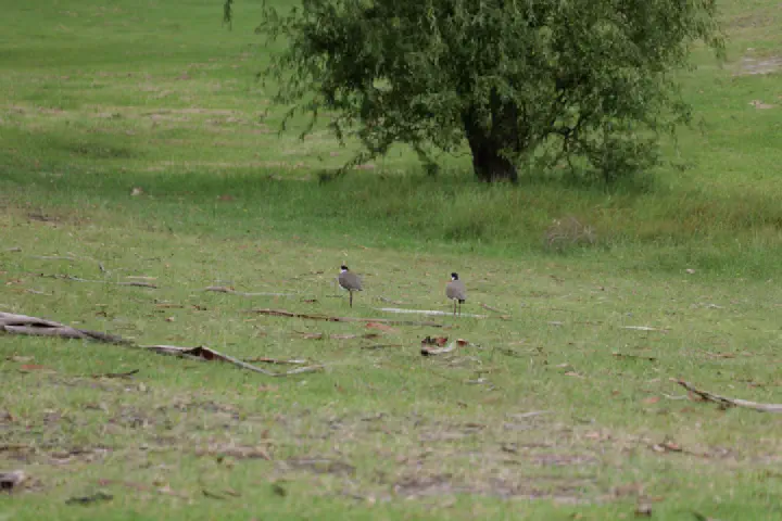 Eden, Australien - Photo 7