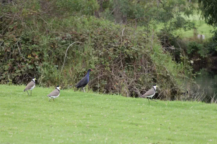 Eden, Australien - Photo 11