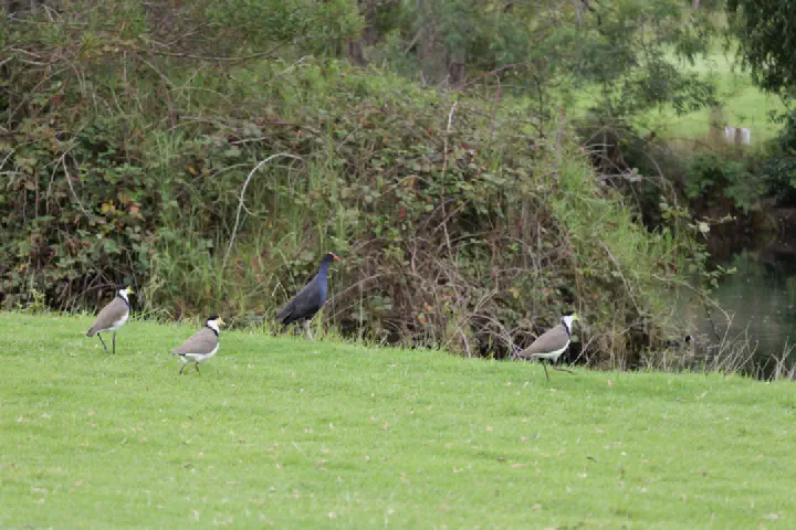 Eden, Australien - Photo 11