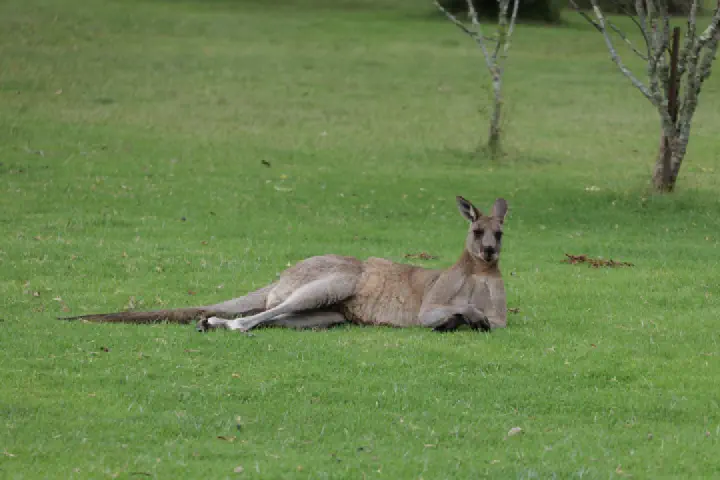 Eden, Australien - Photo 12