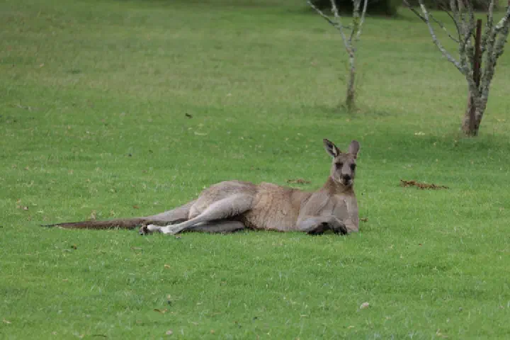 Eden, Australien - Photo 12