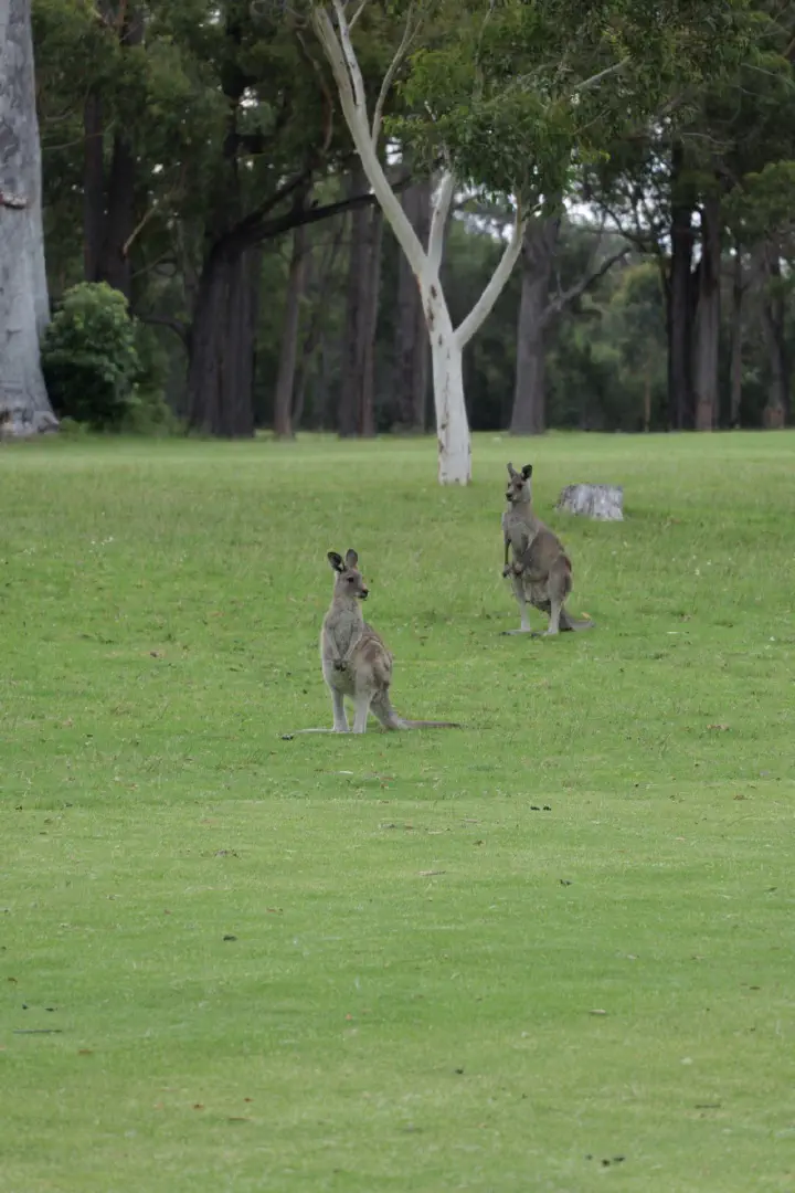 Eden, Australien - Photo 16