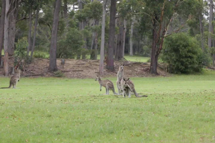Eden, Australien - Photo 18