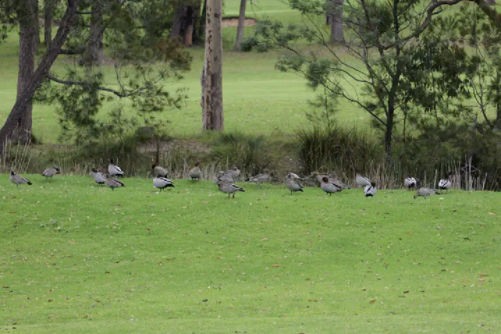 Eden, Australien - Photo 20