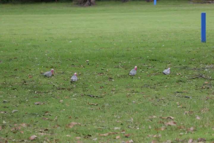 Eden, Australien - Photo 21