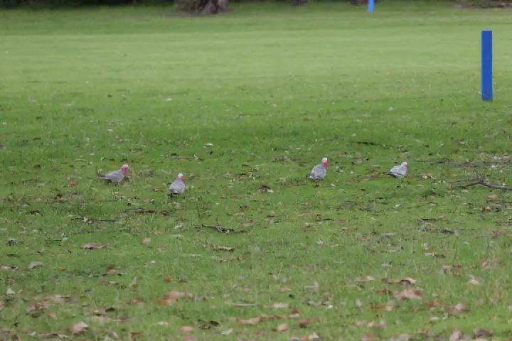 Eden, Australien - Photo 21