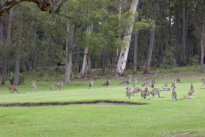 Eden, Australien - Photo 22