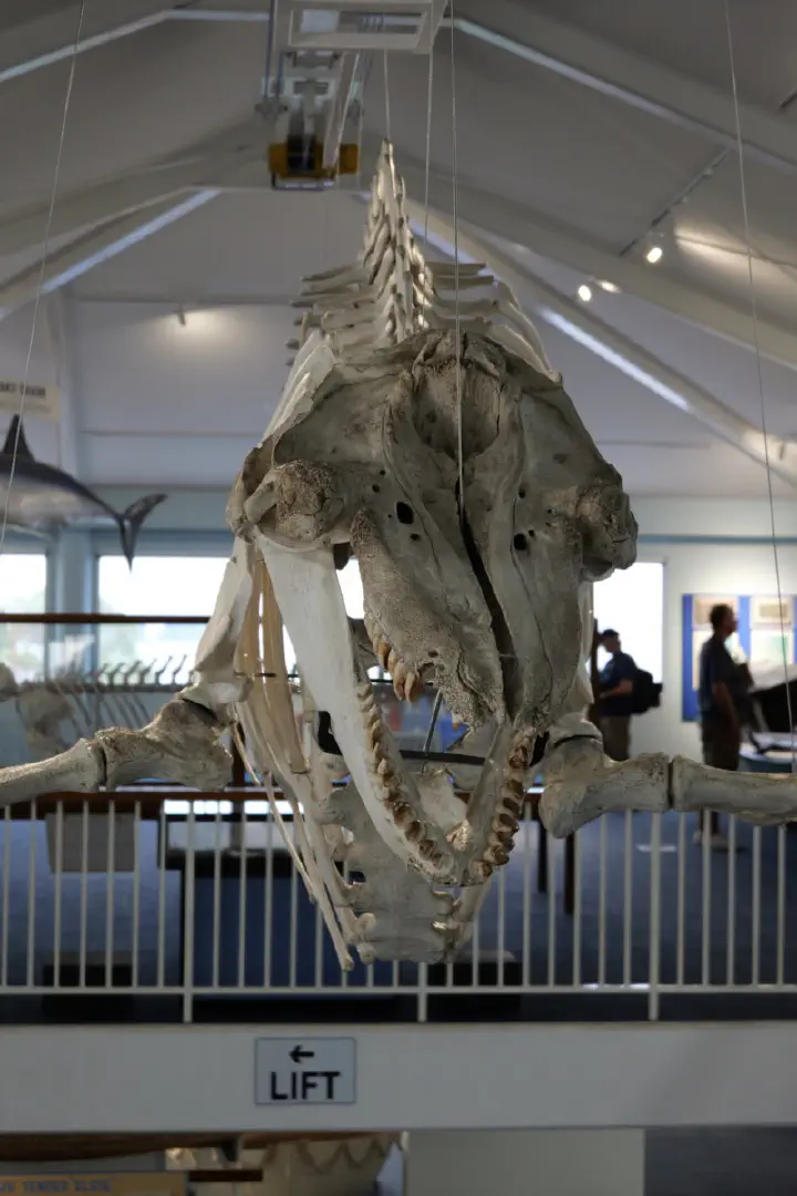 Eden, Australien - Photo 35