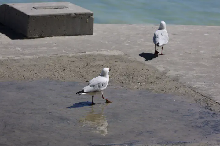 Fremantle/Perth, Australien - Photo 25