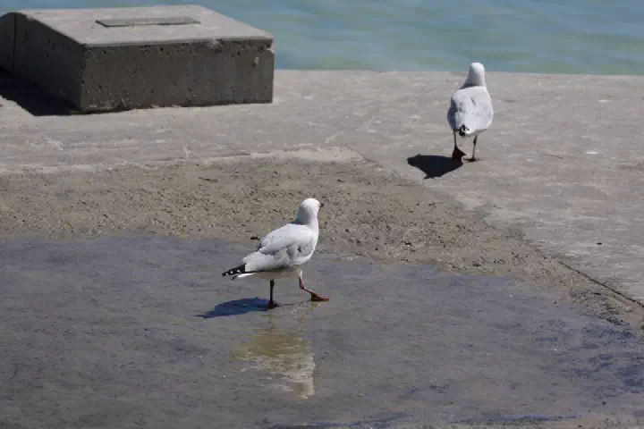 Fremantle/Perth, Australien - Photo 25