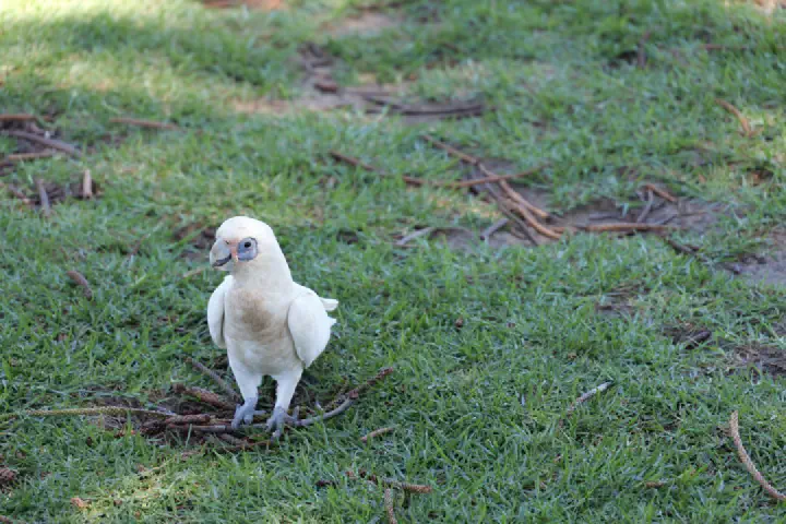Fremantle/Perth, Australien - Photo 29