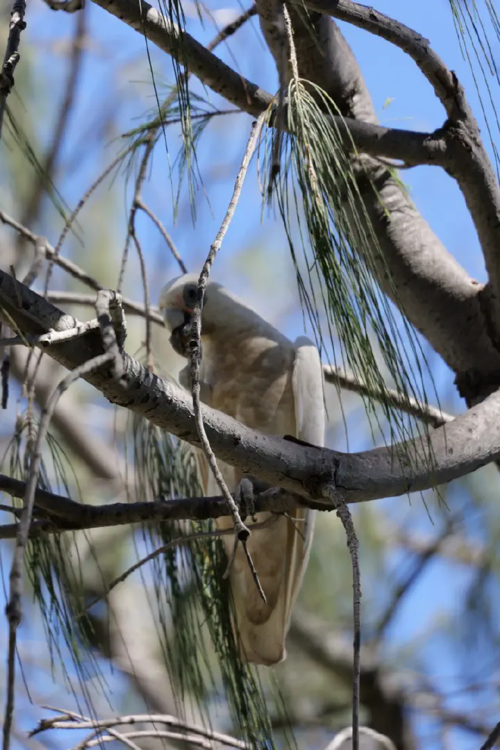 Fremantle/Perth, Australien - Photo 30