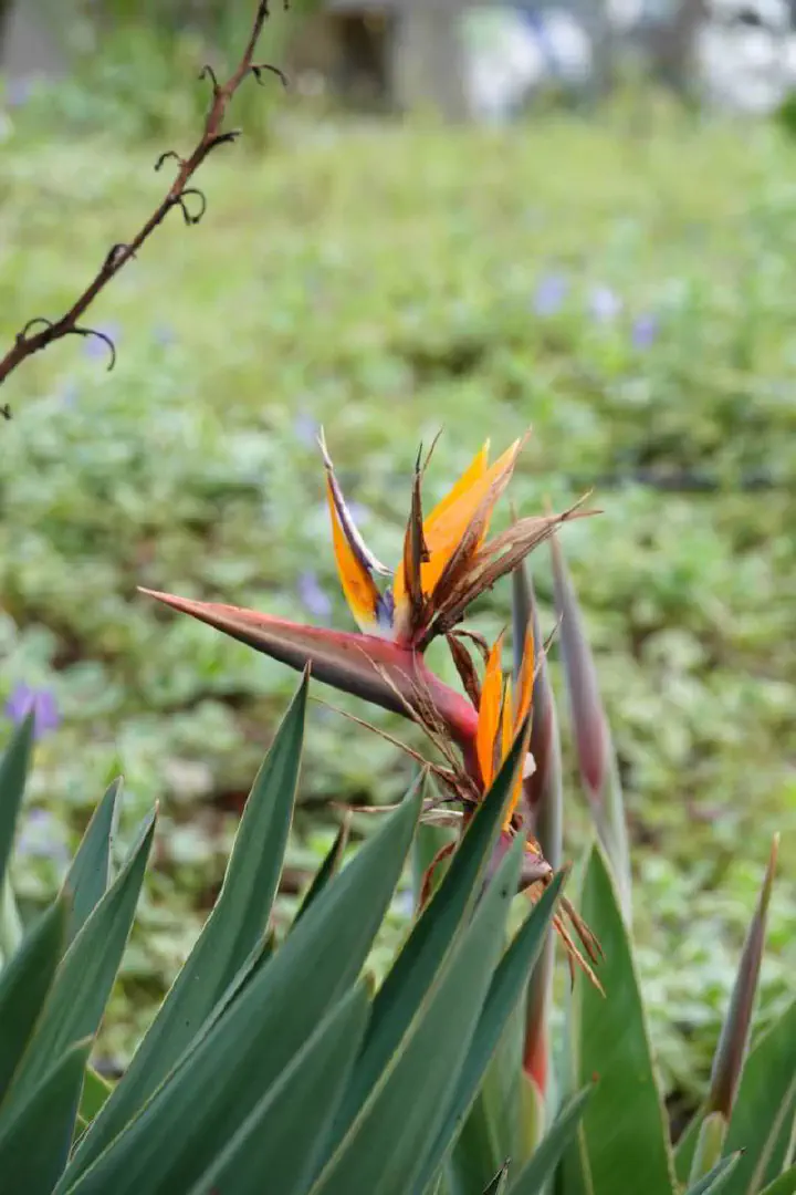 Funchal, Portugal - Photo 7