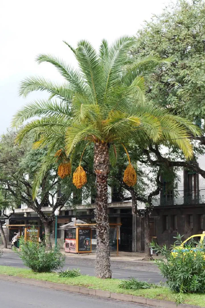 Funchal, Portugal - Photo 24