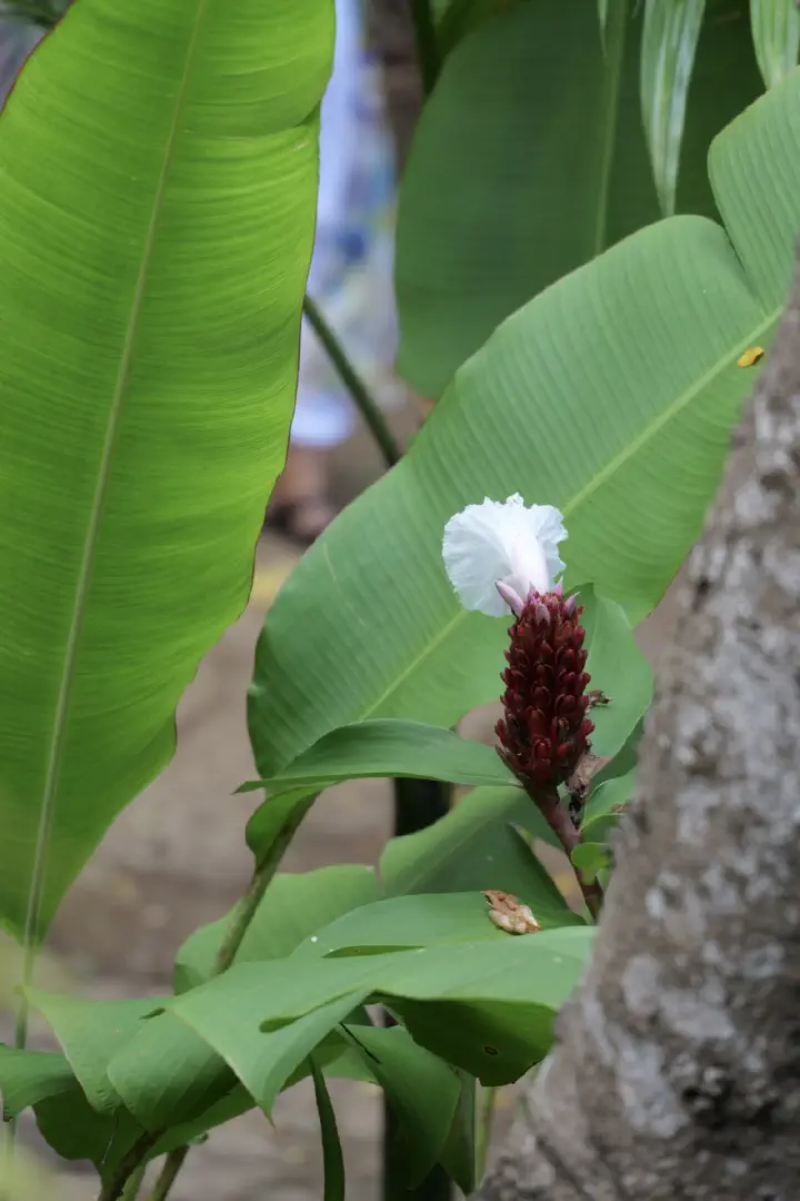 Hell-Ville, Madagaskar - Photo 2