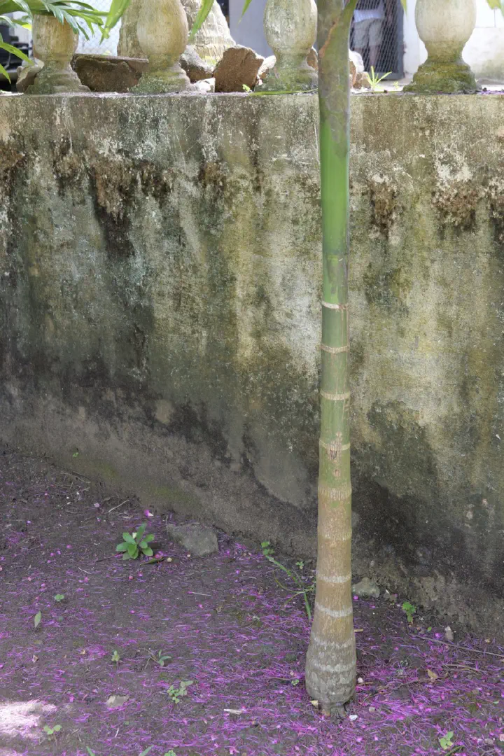 Hell-Ville, Madagaskar - Photo 12