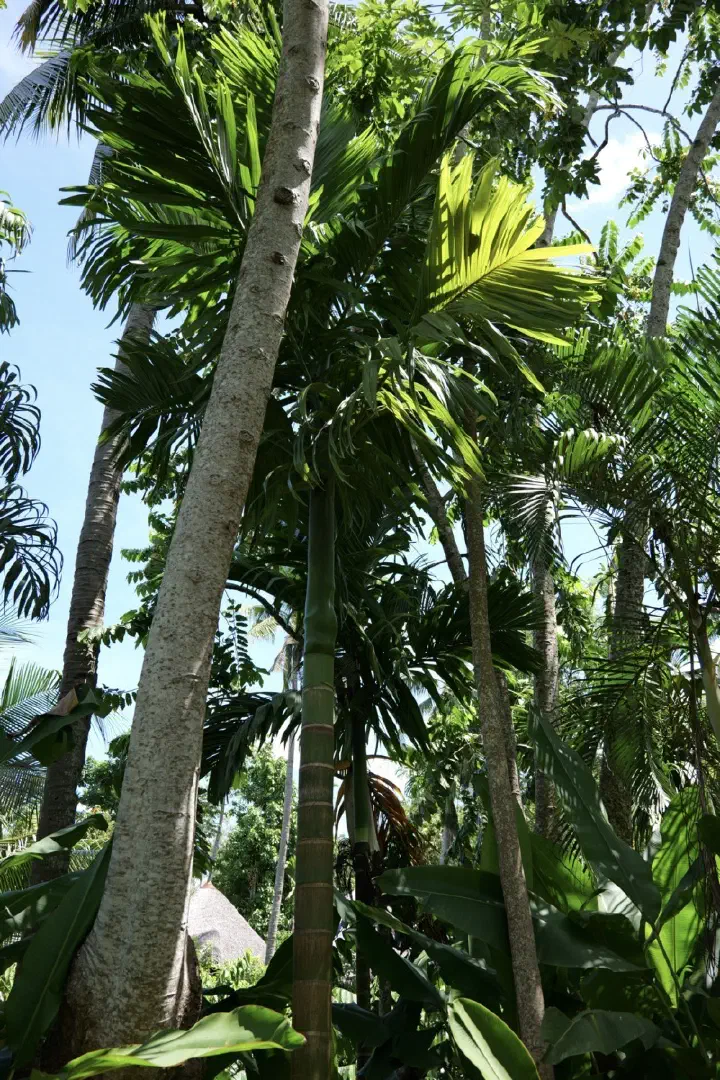 Hell-Ville, Madagaskar - Photo 15
