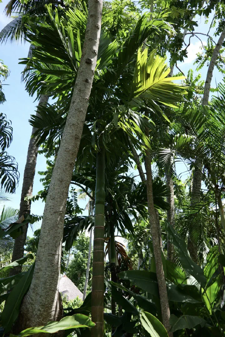 Hell-Ville, Madagaskar - Photo 15