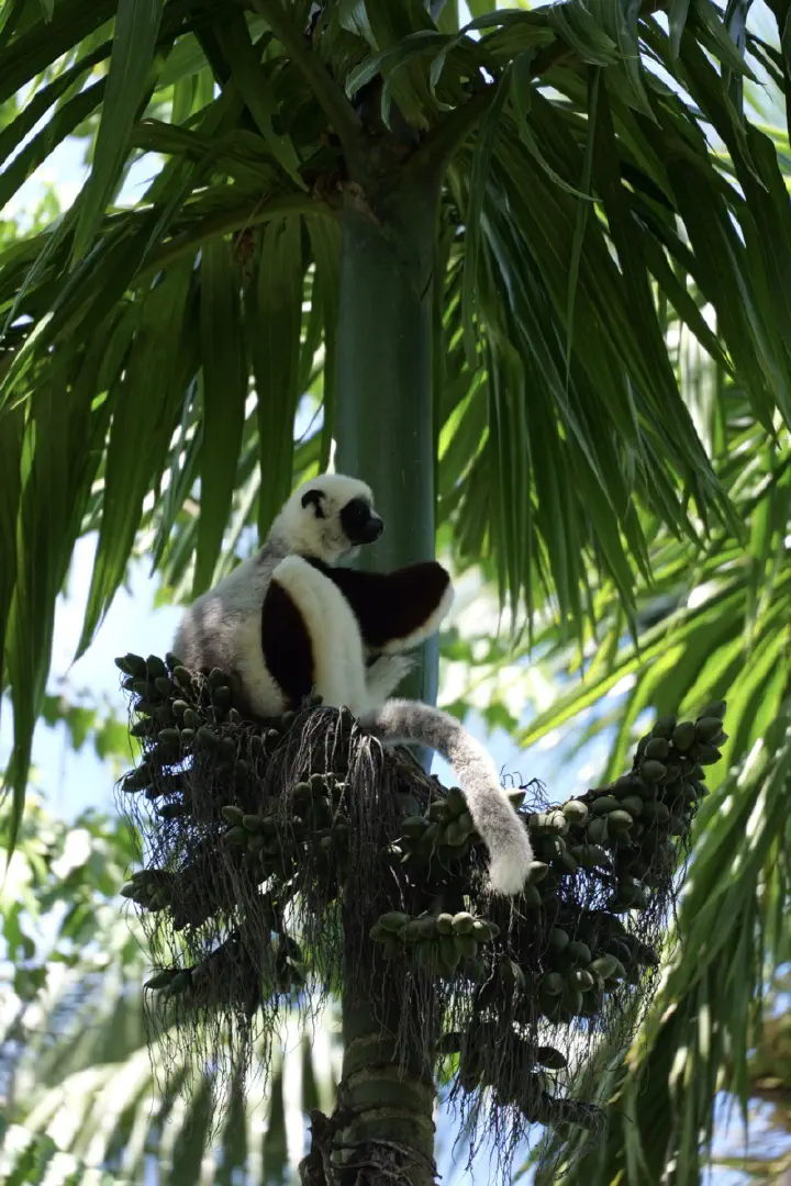 Hell-Ville, Madagaskar - Photo 16