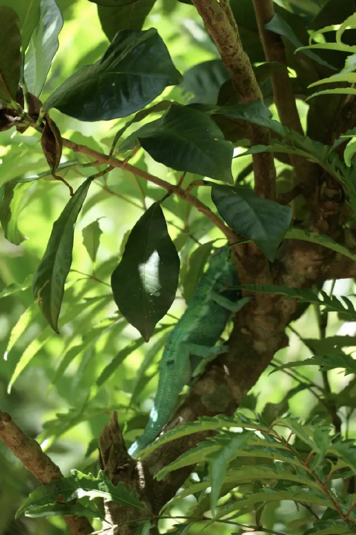 Hell-Ville, Madagaskar - Photo 21