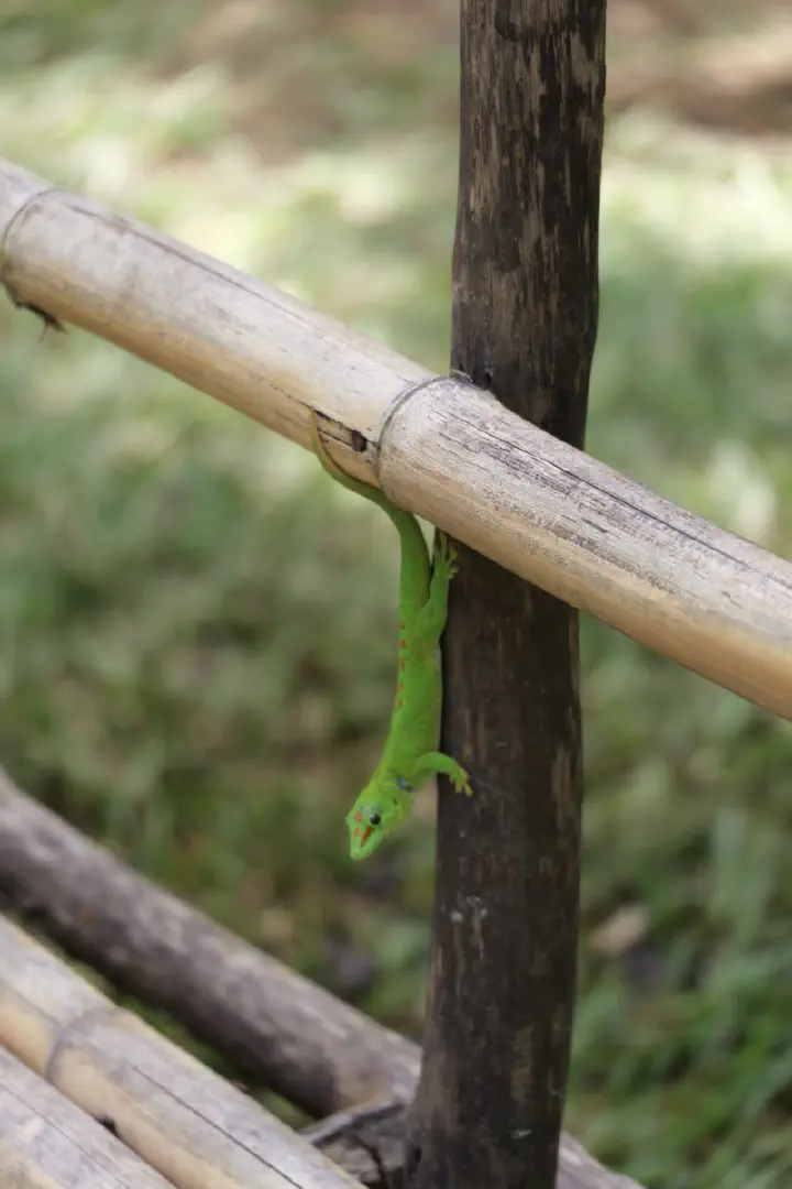 Hell-Ville, Madagaskar - Photo 25