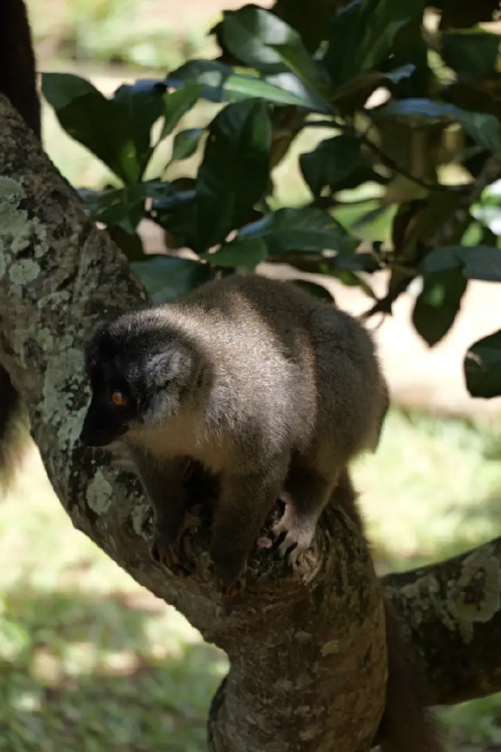 Hell-Ville, Madagaskar - Photo 26