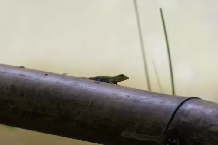 Hell-Ville, Madagaskar - Photo 28